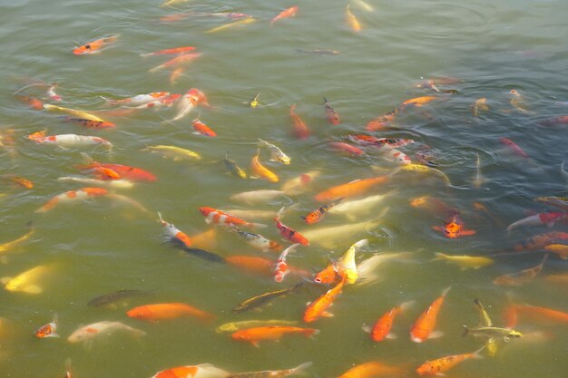 Colorful koi fish in the park pond