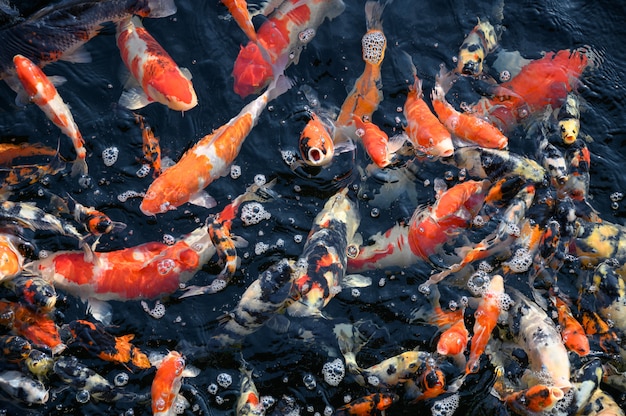 Colorful Koi fish swimming in pond