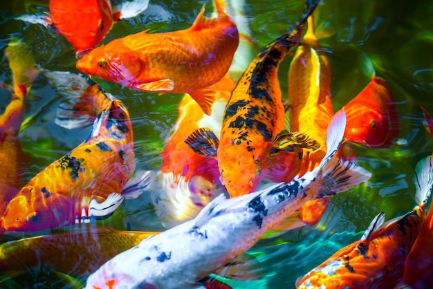 colorful Koi fish with water ripple in zen gourami