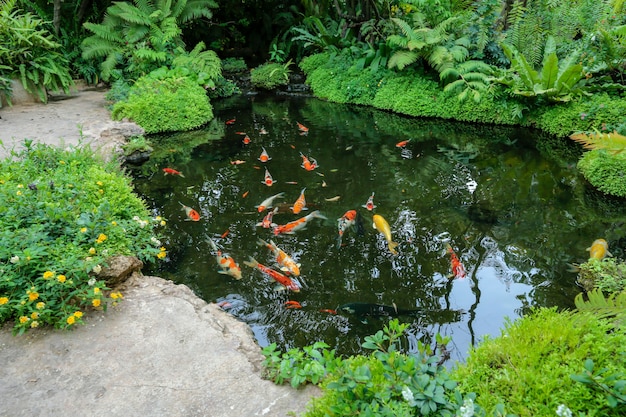 Colorful Koi fishes swimming in the pond