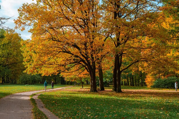 Colorful landscape of the autumn forest park