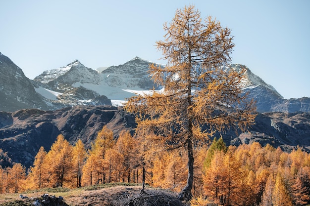 Colorful larch trees in autumn in the Swiss Alps