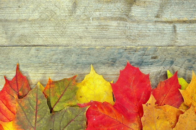 A colorful leaf with a background of different colors