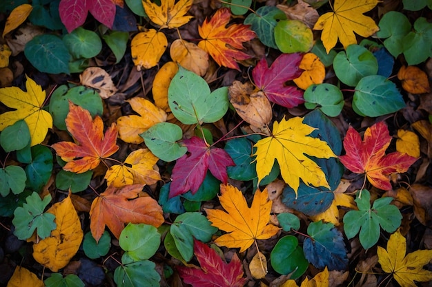 Colorful leaves in autumn park