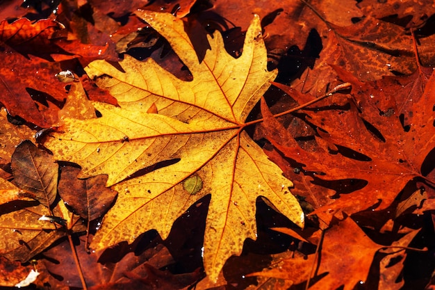 Colorful leaves in Autumn season