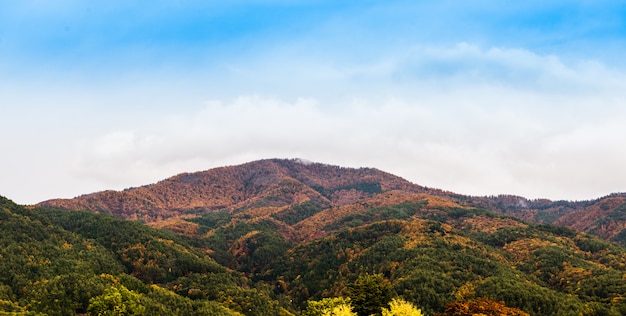 Colorful leaves in the mountain