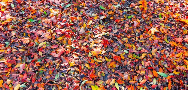 Colorful leaves in a park on the floor autumn