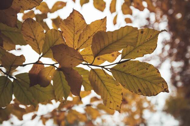 Colorful leaves on a tree in autumn park flair and blurry background