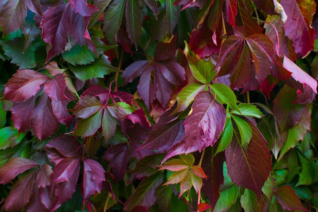 Colorful leaves of wild grapes