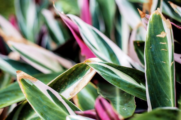 Colorful of leaves.