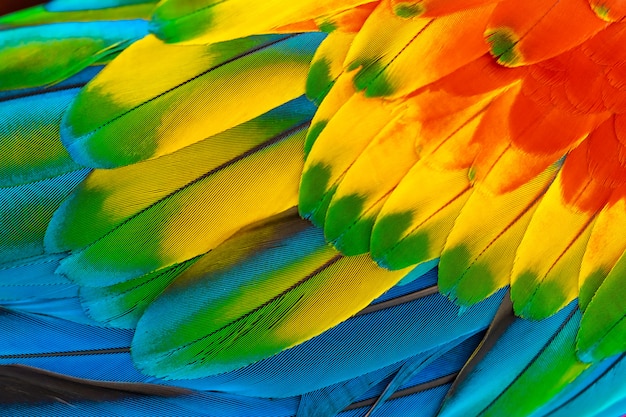 Colorful macaw parrot feathers with red yellow orange blue for nature background