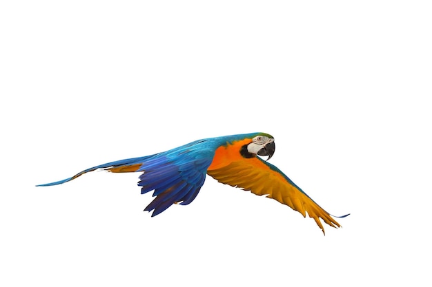 Colorful macaw parrot flying against a white background