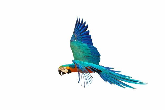 Colorful macaw parrot flying isolated on white background.