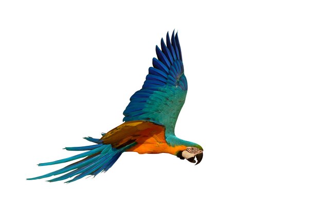 Colorful macaw parrot flying isolated on white background.