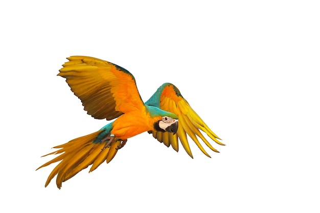 Colorful macaw parrot flying isolated on white background