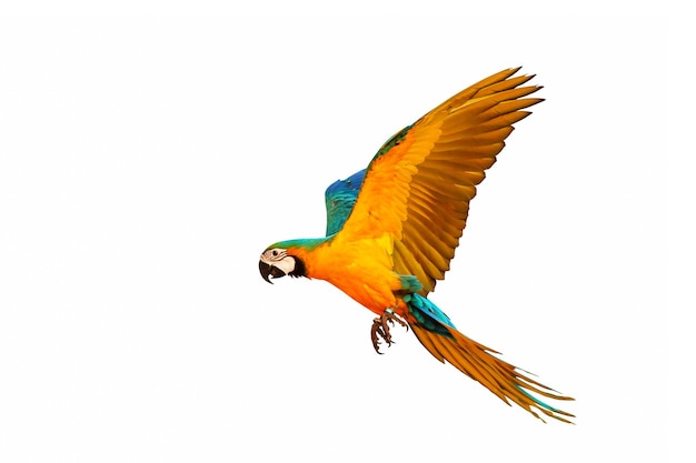 Colorful macaw parrot flying isolated on white background