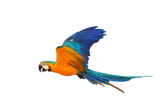 Colorful macaw parrot flying isolated on white background