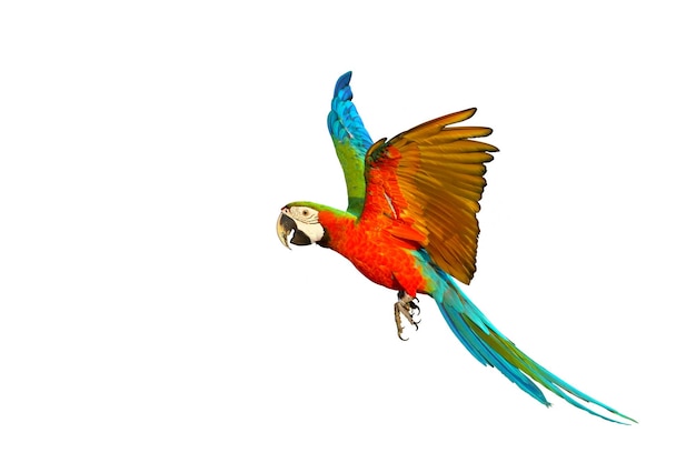 Colorful macaw parrot flying isolated on white background