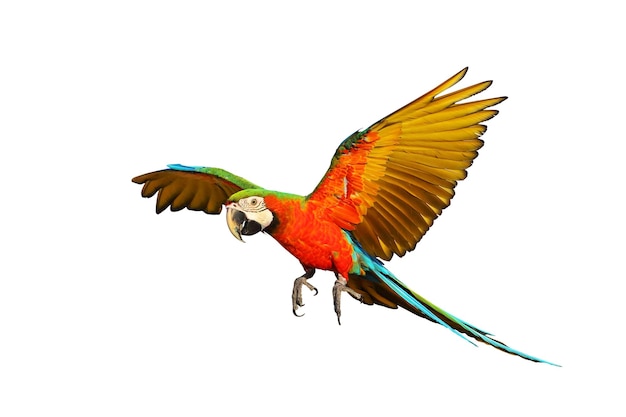 Colorful macaw parrot flying isolated on white background