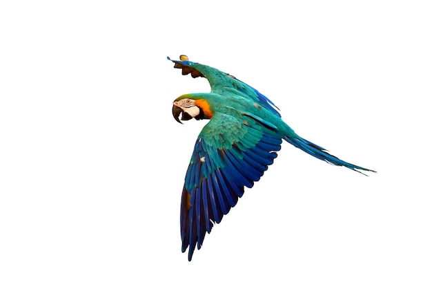 Colorful macaw parrot flying isolated on white background