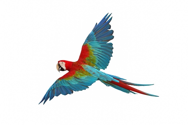 Colorful macaw parrot flying isolated on white background.