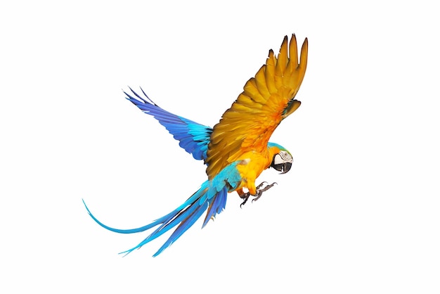 Colorful macaw parrot flying isolated on white.