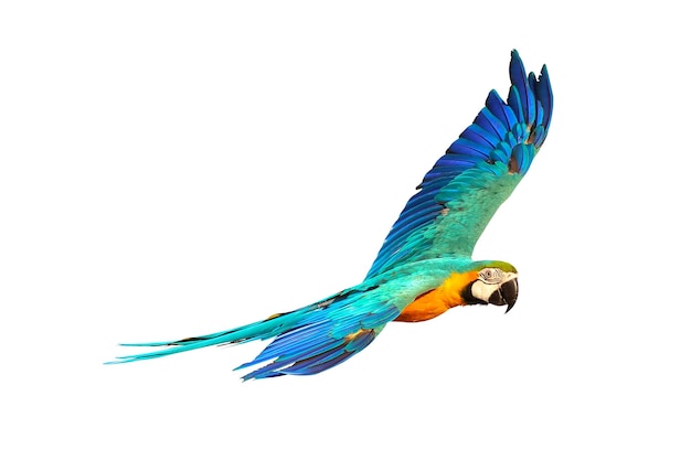 Colorful macaw parrot flying isolated on white.