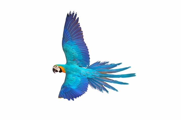 Colorful macaw parrot flying isolated on white.