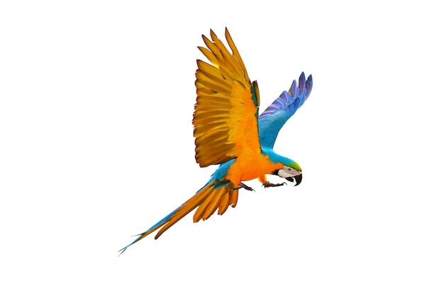 Colorful macaw parrot flying isolated on white.