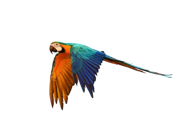 Colorful macaw parrot flying isolated on white.