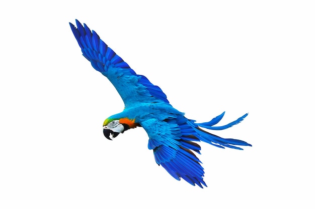 Colorful macaw parrot flying isolated on white.