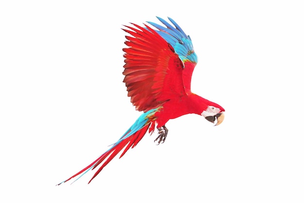 Colorful macaw parrot flying isolated on white.