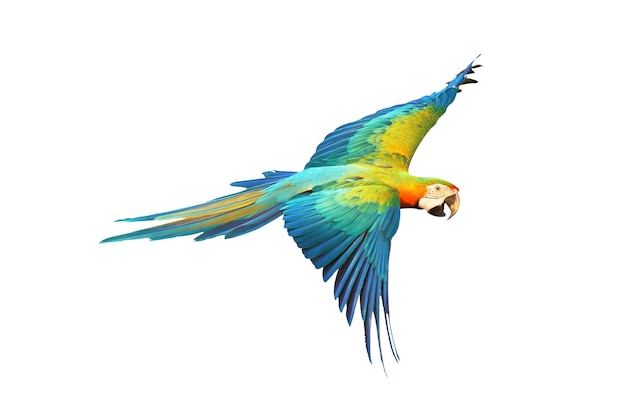 Colorful macaw parrot flying isolated on white.