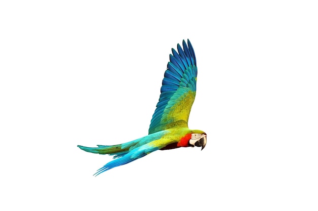 Colorful macaw parrot flying isolated on white.