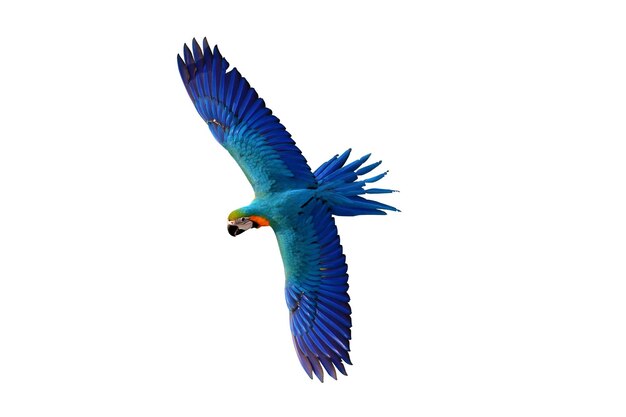 Colorful macaw parrot flying isolated on white.