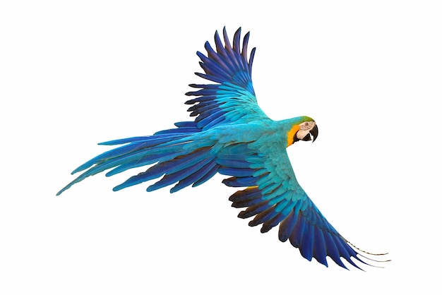 Colorful macaw parrot flying isolated on white.