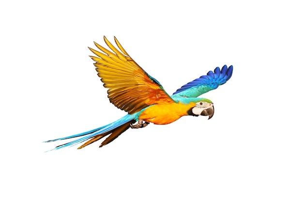 Colorful macaw parrot flying isolated on white.