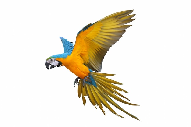 Colorful macaw parrot flying isolated on white.