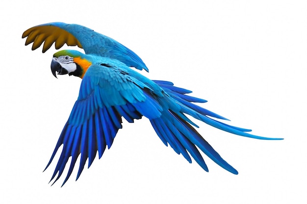 Colorful macaw parrot flying isolated on white.