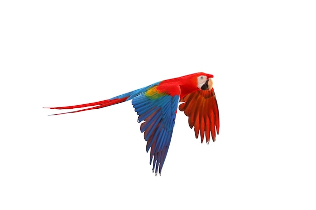 Colorful macaw parrot flying isolated on white.