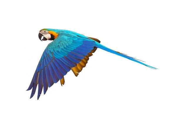 Colorful macaw parrot flying isolated on white.