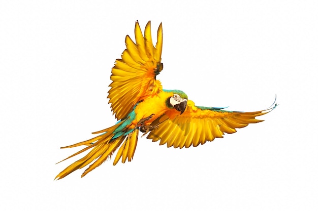 Colorful macaw parrot flying isolated on white.