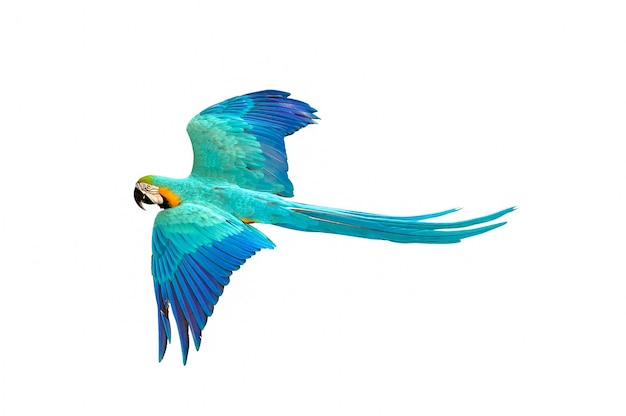 Colorful macaw parrot flying isolated on white.