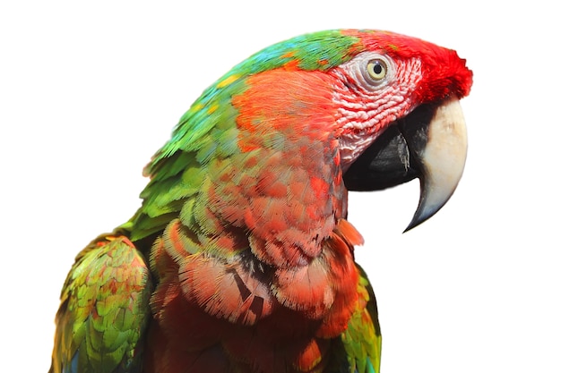 Colorful Macaw Parrot Portrait Isolated on White Background