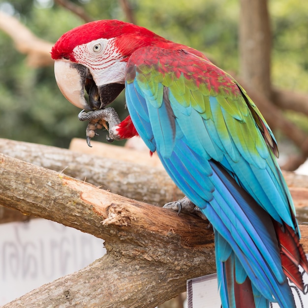 Colorful macaw parrot