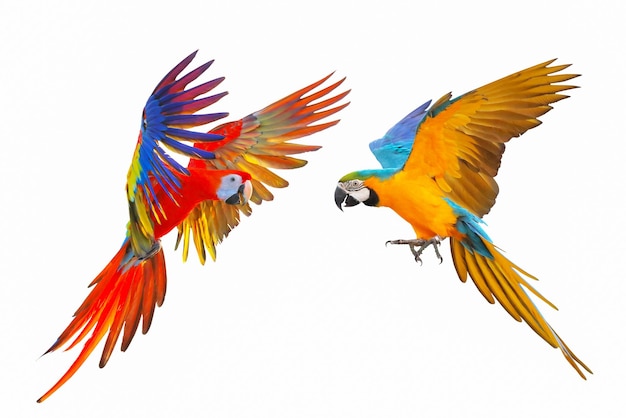 Colorful macaw parrots isolated on white.