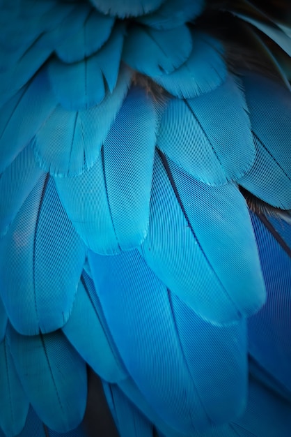 Colorful of Macaw's feathers with blue shades, exotic nature background and texture