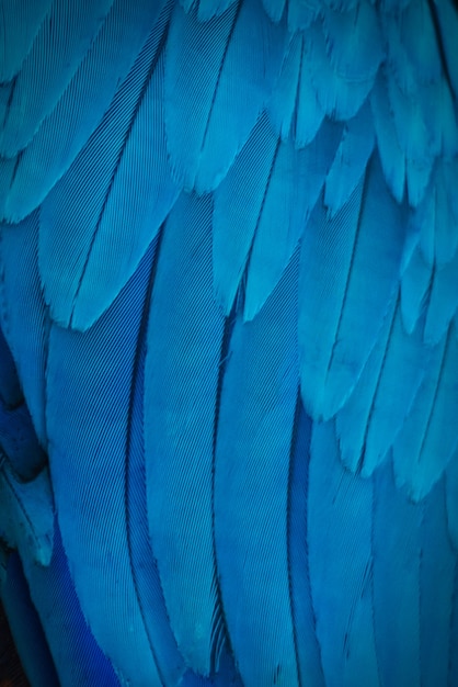 Colorful of Macaw's feathers with blue shades, exotic nature background and texture