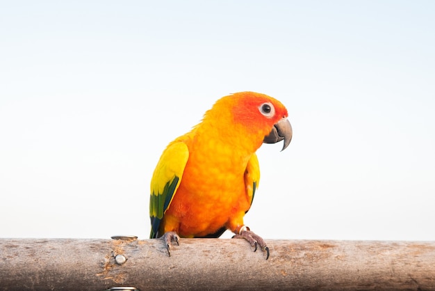 Colorful of Macaw sitting on the cage.