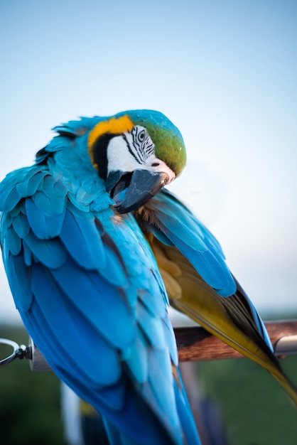 Colorful of Macaw sitting on tree branch